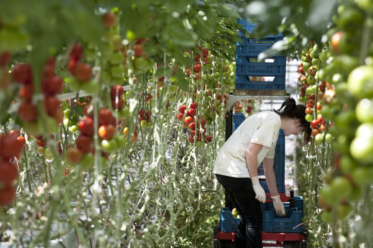 De tomatenoogst in de kassen van het Biopark Terneuzen is in volle gang.